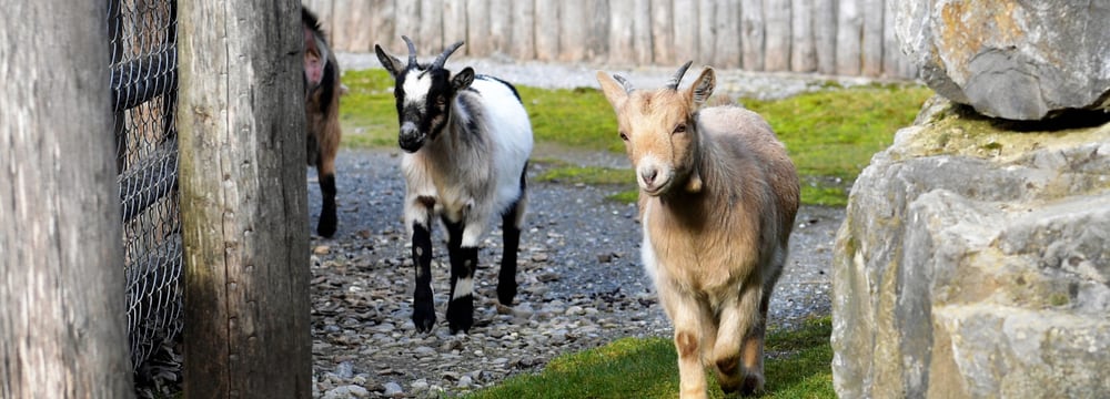 Afrikanische Zwergziegen im Zoolino des Zoo Zürich.