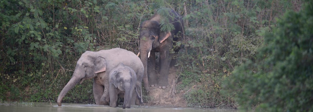 Foto: Zoo Zürich, Martin Bauert Elefant