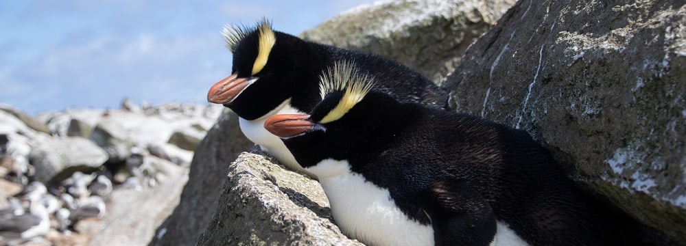 Foto: The Tawaki Project Fiordland Pinguine