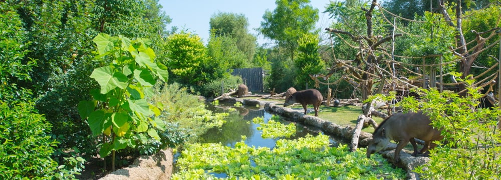 Foto: Zoo Zürich, Corinne Invernizzi Pantanal im Zoo Zürich