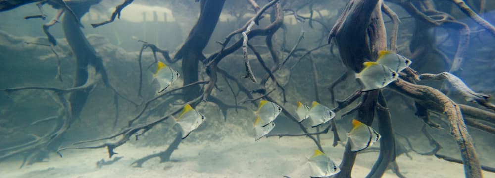 Silberflossenblatt im Zoo Zürich