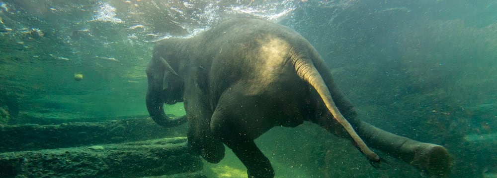 Elefantenbaden Farha Farha Elefantenbaden Bild: Zoo Zürich, Enzo Franchini