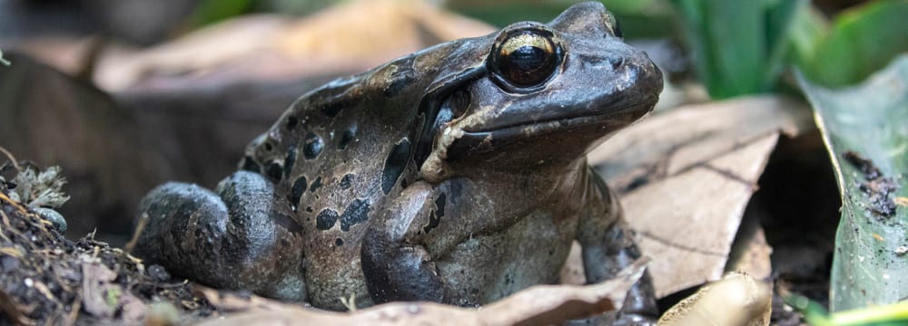 Antillen-Ochsenfrosch im Zoo Zürich.