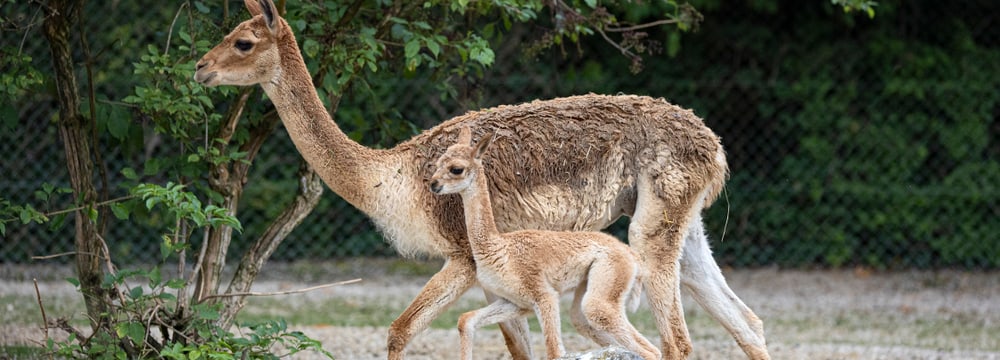 Foto: Zoo Zürich, Enzo Franchini Vikunja Valentia