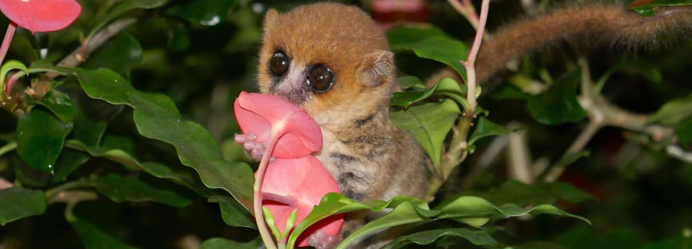 Foto: Zoo Zürich, Sam Kneubühler Goodman-Mausmaki im Masoala Regenwald des Zoo Zürich.