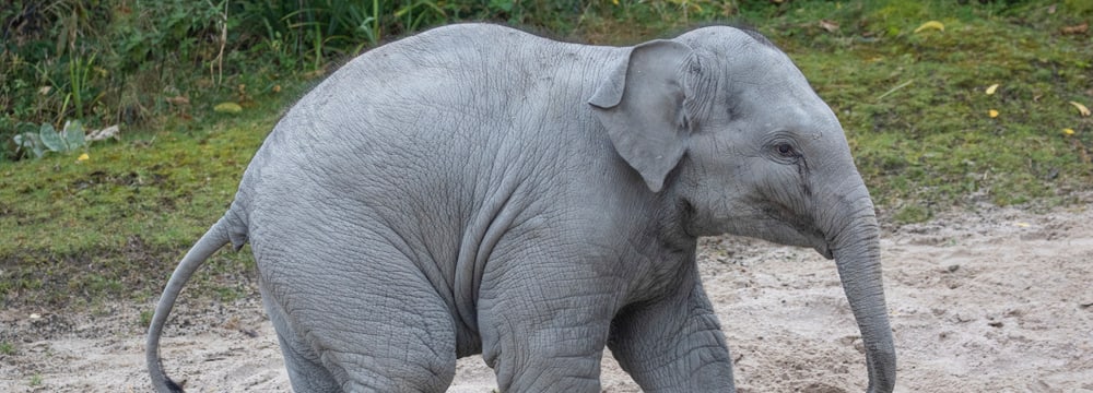 Asiatischer Elefant Umesh im Kaeng Krachan Elefantenpark des Zoo Zürich (2020).