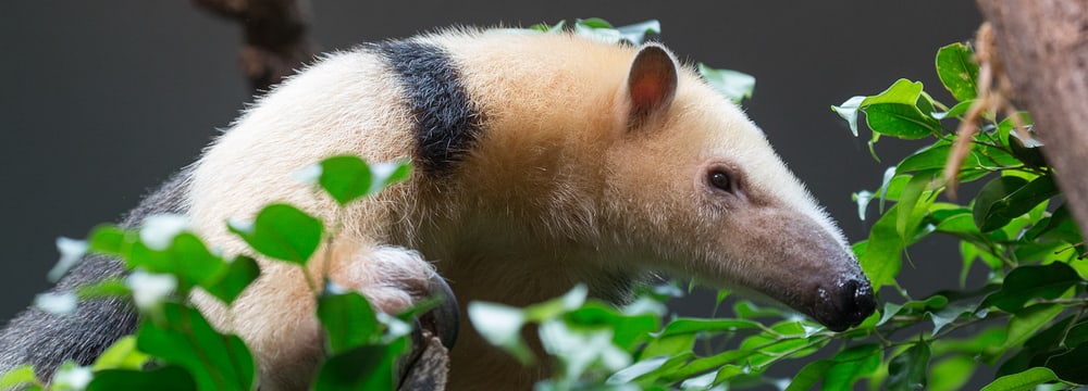 Südlicher Tamandua im Tierlexikon des Zoo Zürich.