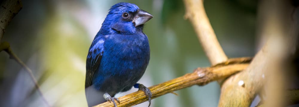 Foto: Zoo Zürich, Enzo Franchini Ultramarinkardinal im Zoo Zürich.