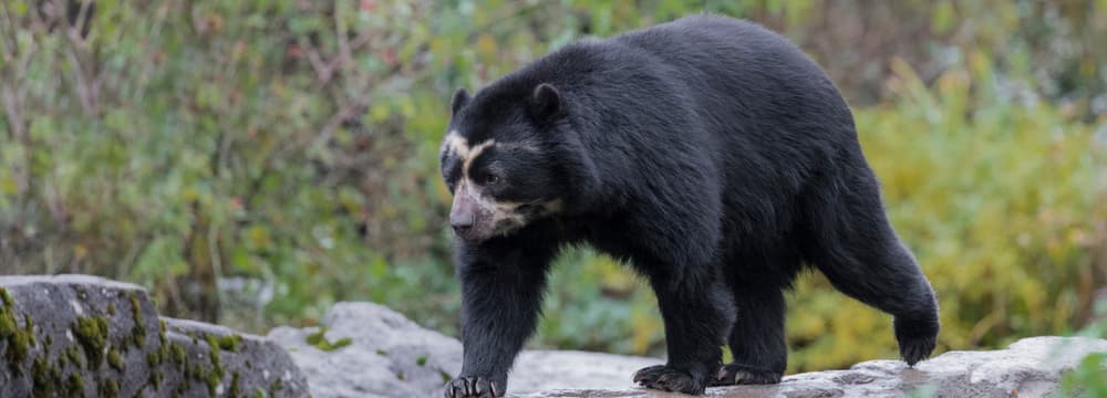 Brillenbär im Sangay Bergnebelwald im Zoo Zürich.