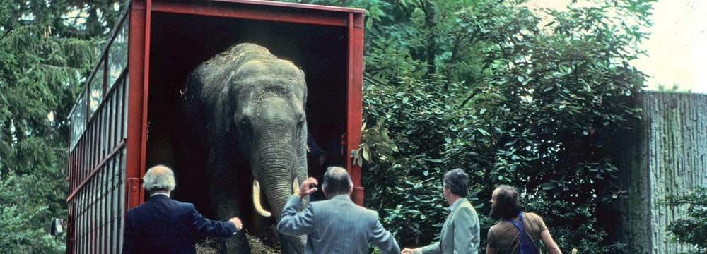Der Asiatische Elefant Maxi 1981 bei der Ankunft im Zoo Zürich.