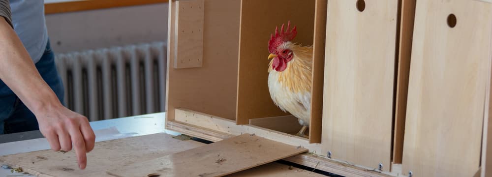 Themenbild Kurs Chicken Training.