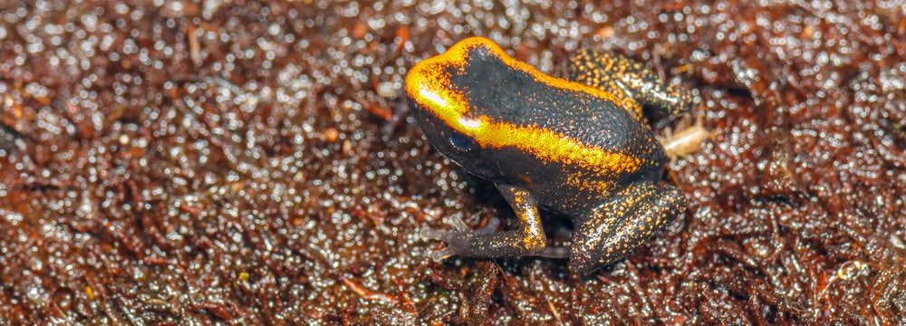 Juveniler (nicht ausgewachsener) Goldener Pfeilgiftfrosch (Phyllobates terribilis).