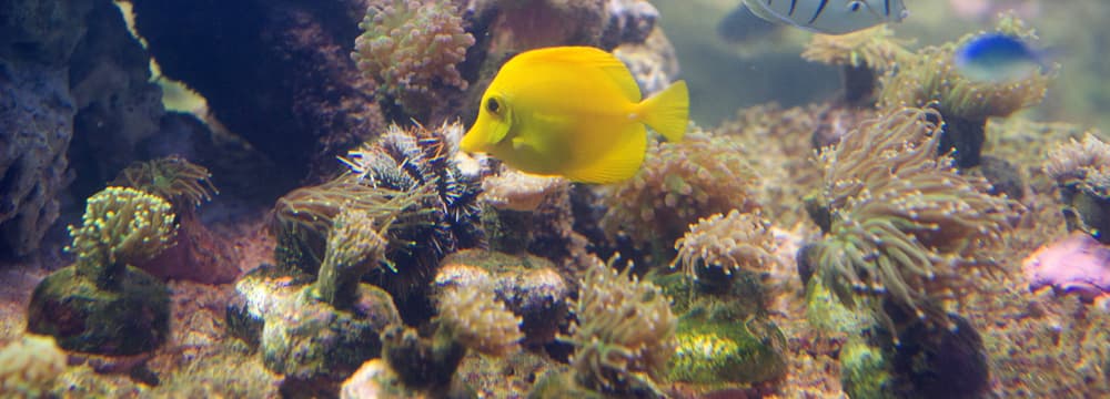 Gelber Segelflosser im Aquarium des Zoo Zürich.