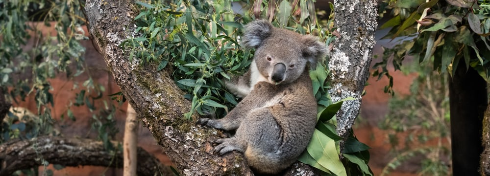 Koala in der Australienanlage im Zoo Zürich.