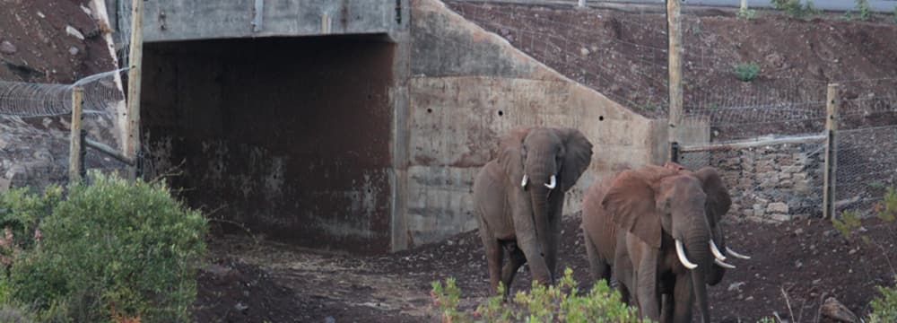 Elefanten-Korridor in Kenia.