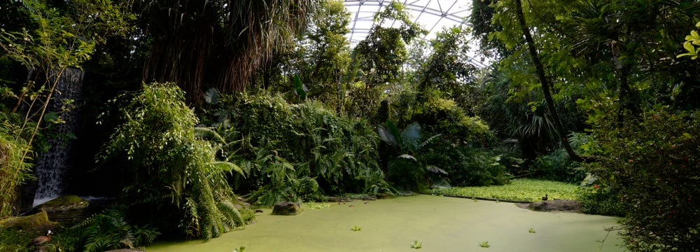 Foto: Zoo Zürich, Corinne Invernizzi Nebenweg/Erlebnispfad im Masoala Regenwald