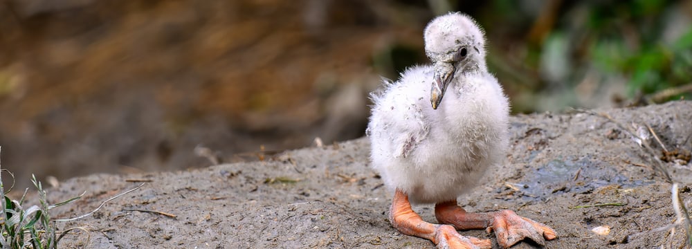 Foto: Zoo Zürich, Fabio Süess Junger Flamingo im Pantanal des Zoo Zürich.