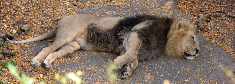 Asiatischer Löwe Headerbild Kurs Stress Bild: Enzo Franchini
