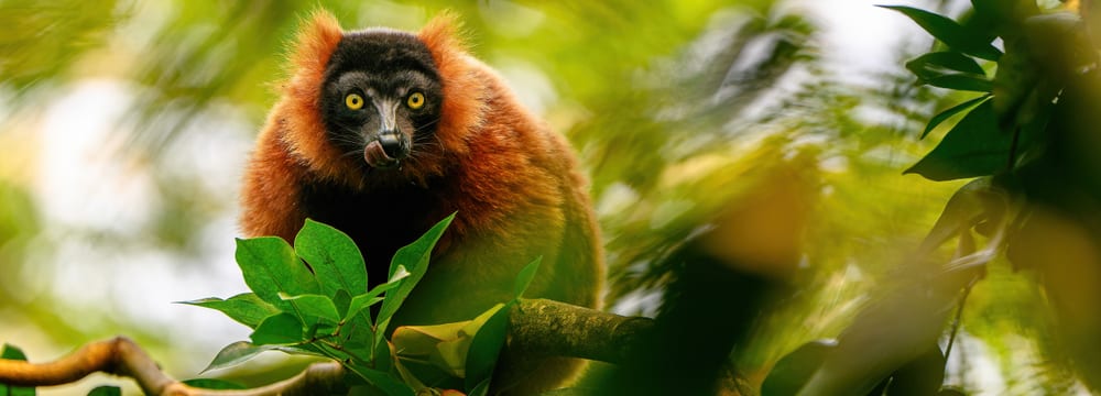 Foto: Zoo Zürich, Fabio Süess Roter Vari im Masoala Regenwald des Zoo Zürich.