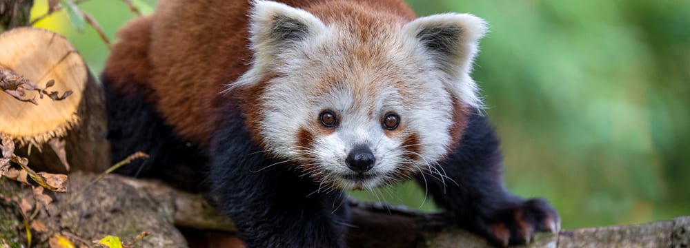 Kleiner Panda Siddhi im Zoo Zürich.