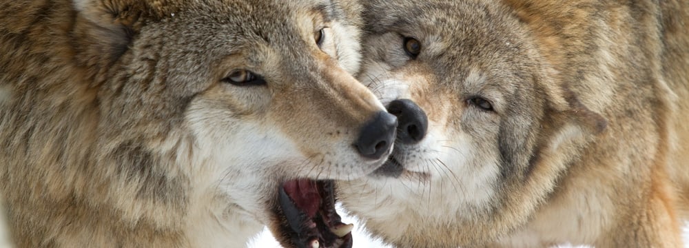 Foto: Zoo Zürich, Enzo Franchini Themenbild Kurs Stressbewältigung bei Mensch und Tier.