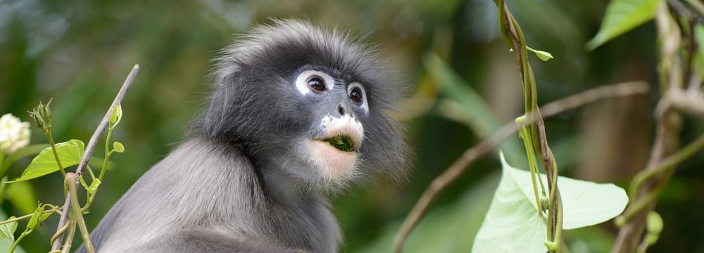 Südlicher Brillenlangur im Kaeng Krachan Nationalpark in Thailand