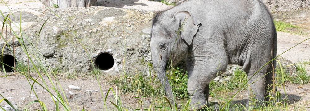 Junger Asiatischer Elefant Zali im Kaeng Krachan Elefantenpark des Zoo Zürich.