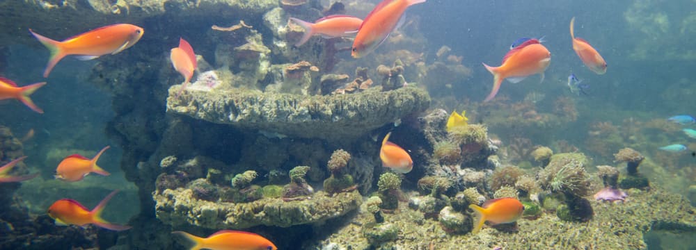 Sichel-Fahnenbarsche im Aquarium des Zoo Zürich.