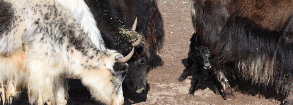 Junger Hausyak in der Mongolischen Steppe im Zoo Zürich.