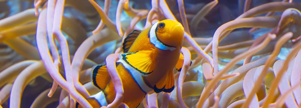 Foto: Zoo Zürich, Albert Schmidmeister Falscher Clown-Anemonenfisch im Aquarium des Zoo Zürich