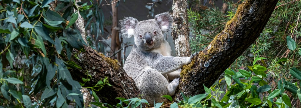 Koala Tarni im neubepflanzten Australienhaus des Zoo Zürich.