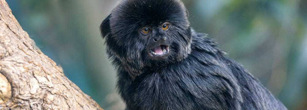 Foto: Zoo Zürich, Enzo Franchini Springtamarin im Zoo Zürich.