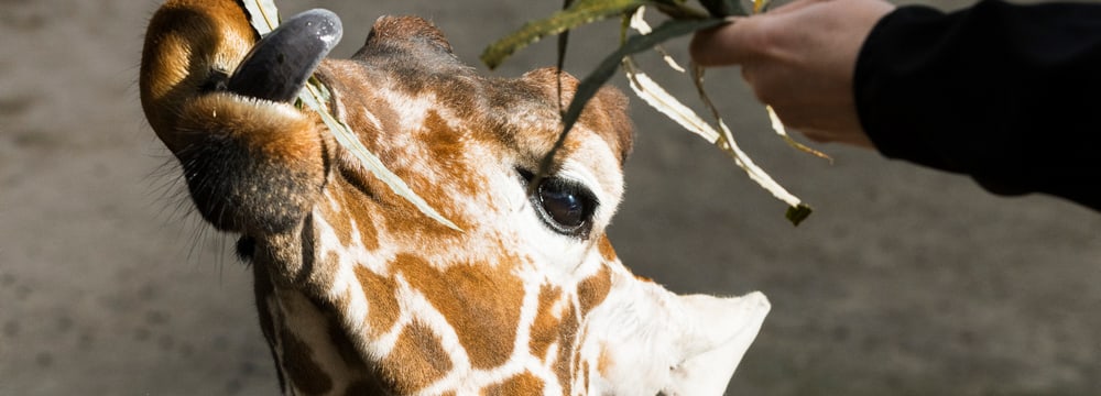 Giraffenfütterung Zoo Zürich Lewa