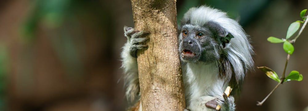 Lisztaffe im Zoo Zürich.