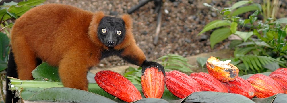 Foto: Zoo Zürich, Martin Bauert Roter Vari im Masoala Regenwald im Zoo Zürich
