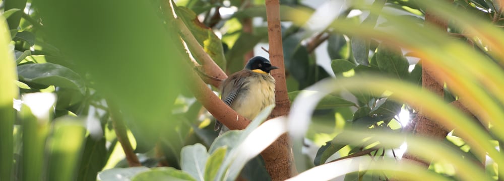 Blaukappenhäherling im Zoo Zürich.