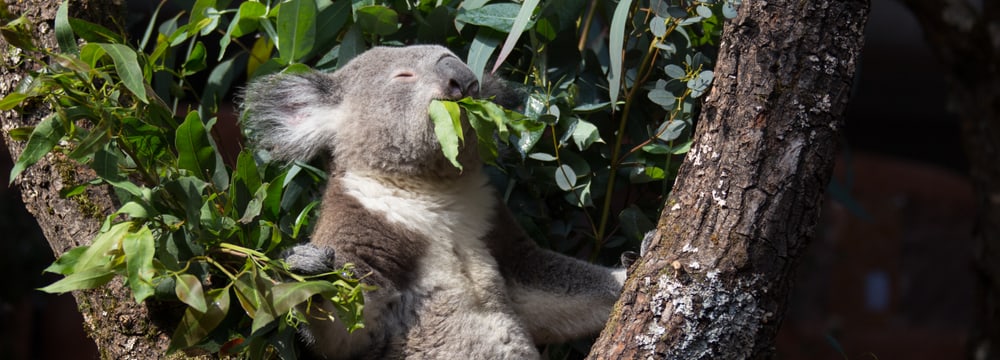 Foto: Zoo Zürich, Rita Schlegel Koala im Australienhaus im Zoo Zürich.