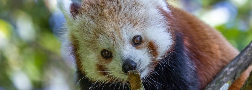 Neuer Kleiner Panda im Zoo | Zoo Zürich