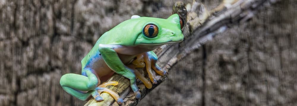 Foto: Albert Schmidmeister Orangeaugen-Laubfrosch im Zoo Zürich