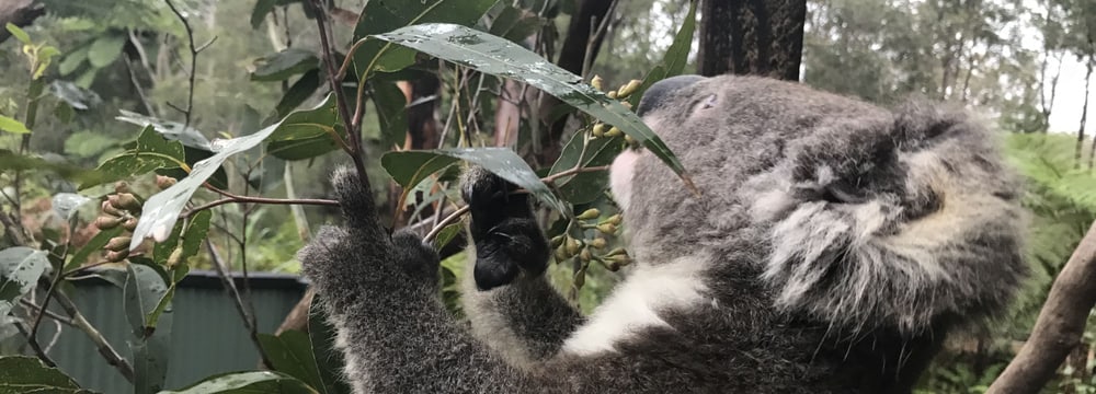 Koala im Australian Reptile Park