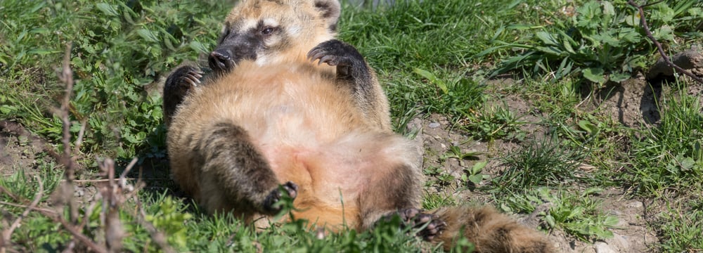 Nasenbär liegt im Zoo Zürich auf dem Rücken.