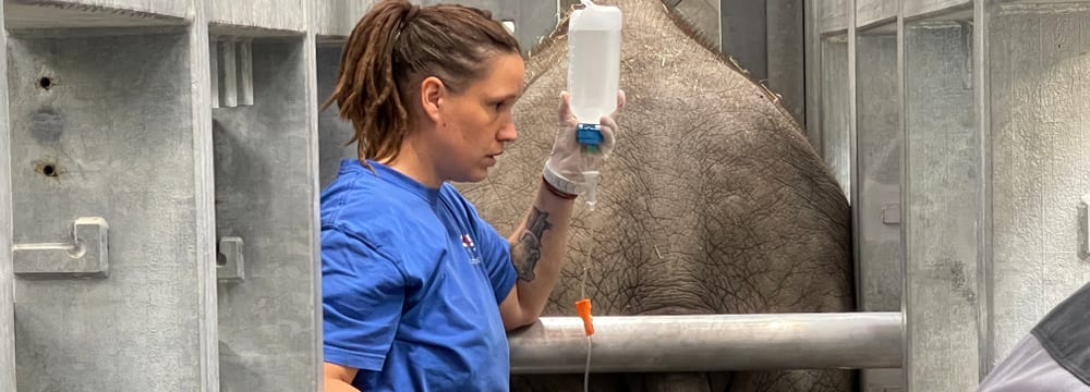 Foto: Zoo Zürich, Nicole Schnyder Tierpflegerin Sabrina Markzoll bei der Behandlung von Umesh.