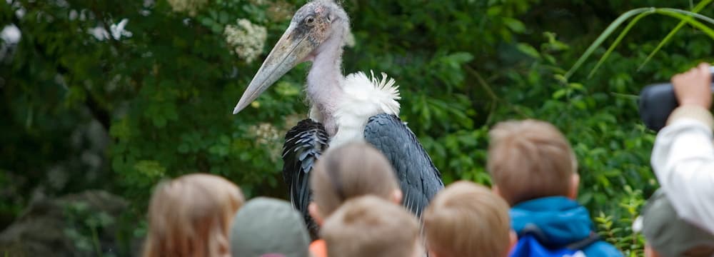 Foto: Zoo Zürich, Enzo Franchini Symbolbild Schule im Zoo Zürich