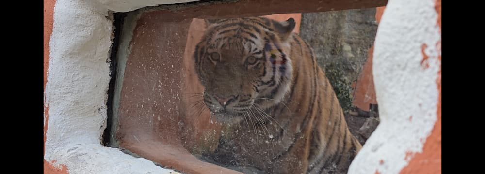 Foto: Zoo Zürich, Sandro Schönbächler Amurtiger Akim im neuen Grosskatzen-Lebensraum Panthera im Zoo Zürich.