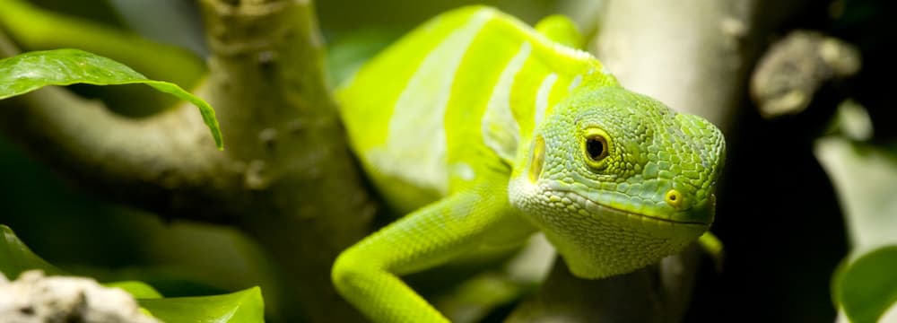 Gebänderter Fidschi-Leguan im Zoo Zürich.