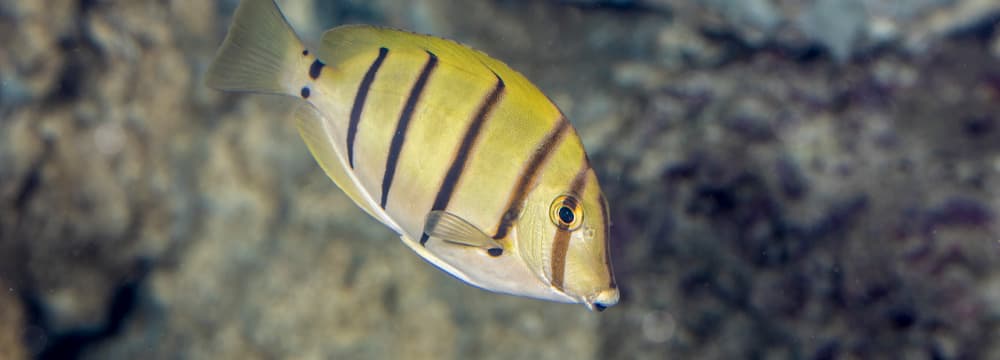 Foto: Zoo Zürich, Enzo Franchini Gitter-Doktorfisch im Zoo Zürich.