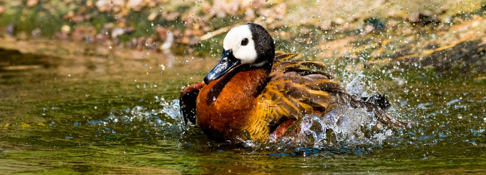 Witwenpfeifgans im Zoo Zürich.