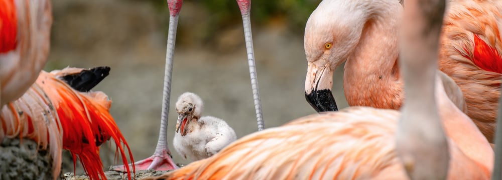 Flamingo-Jungtier im Zoo Zürich.