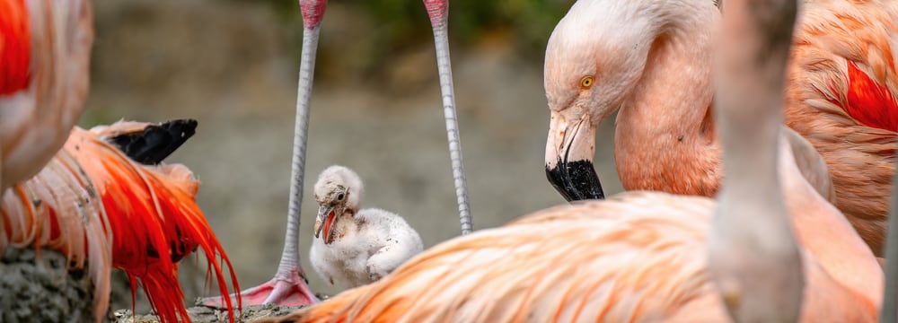Foto: Zoo Zürich, Fabio Süess Flamingo-Jungtier im Zoo Zürich.