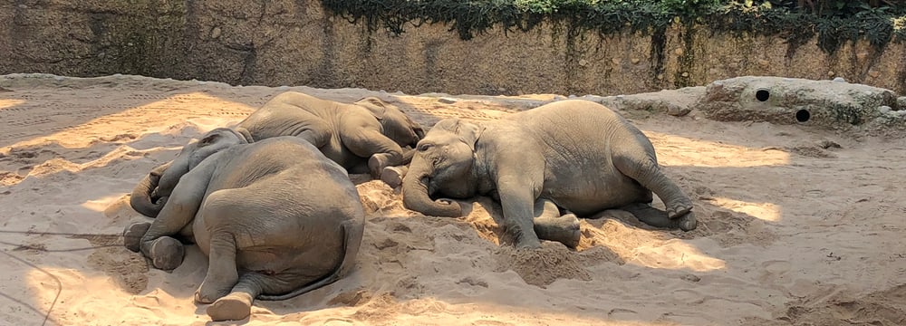 Foto: Zoo Zürich, Cordula Galeffi Schlafende Elefanten